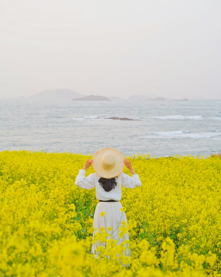 부안 변산면 수성당, 봄의 전령 유채꽃 ‘절정’1