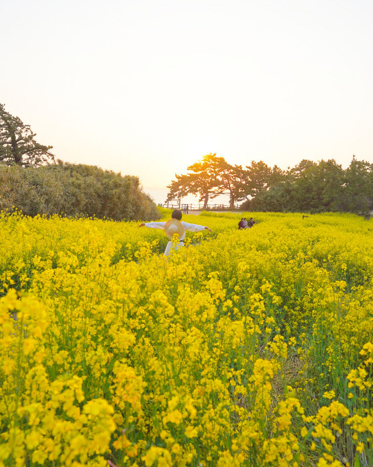 부안 변산면 수성당, 봄의 전령 유채꽃 ‘절정’