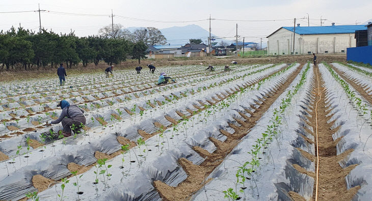 노지고추 육묘 관리 및 적기 정식 당부