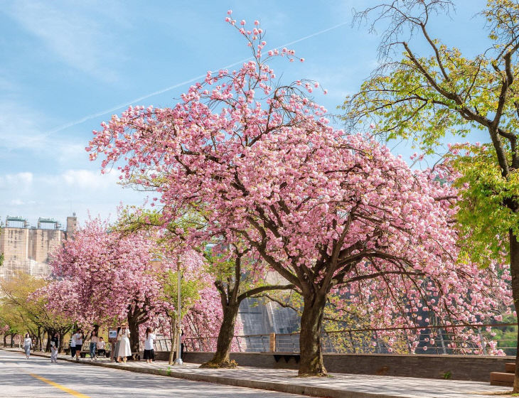 충주댐 일원 벚꽃 개화 사진(사진=충주시 제공)