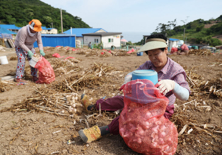 3. 가의도 육쪽마늘 종구수확 (1)