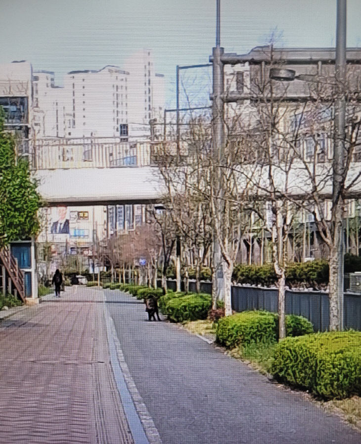 수루배6단지 출몰사진(재난안전상황실)