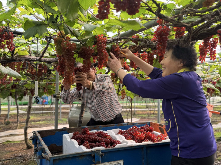 8. 대전시, 씨없는‘델라웨어’포도 전국 첫 출하 1