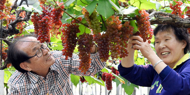 20260415-델라웨어 포도 전국 출하1