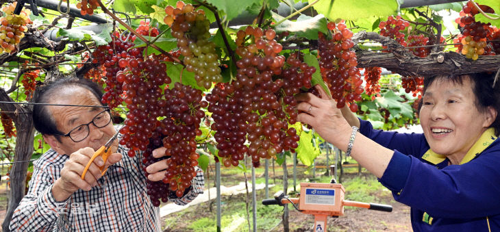 20260415-델라웨어 포도 전국 출하2
