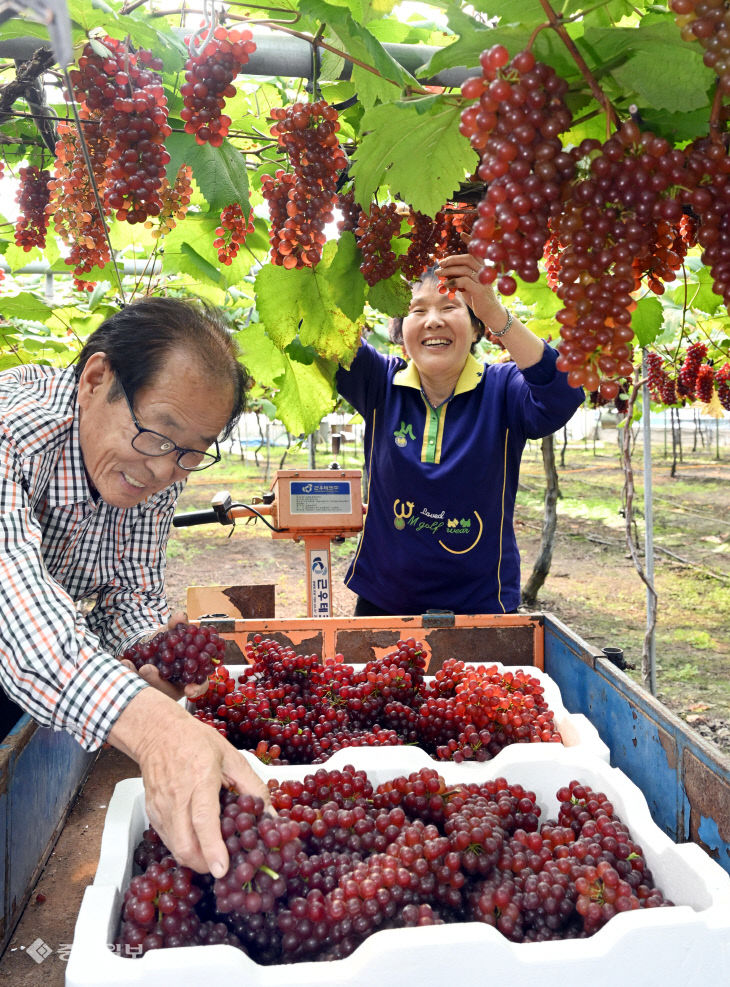 20260415-델라웨어 포도 전국 출하
