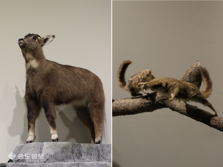 산양과 하늘다람쥐