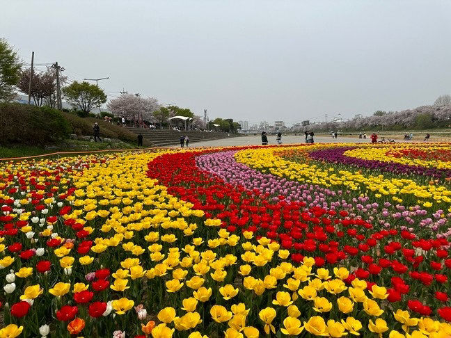 청주 무심천·문암생태공원에 튤립