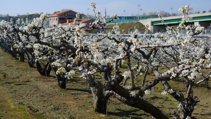 1. 영동 과일나라테마공원,