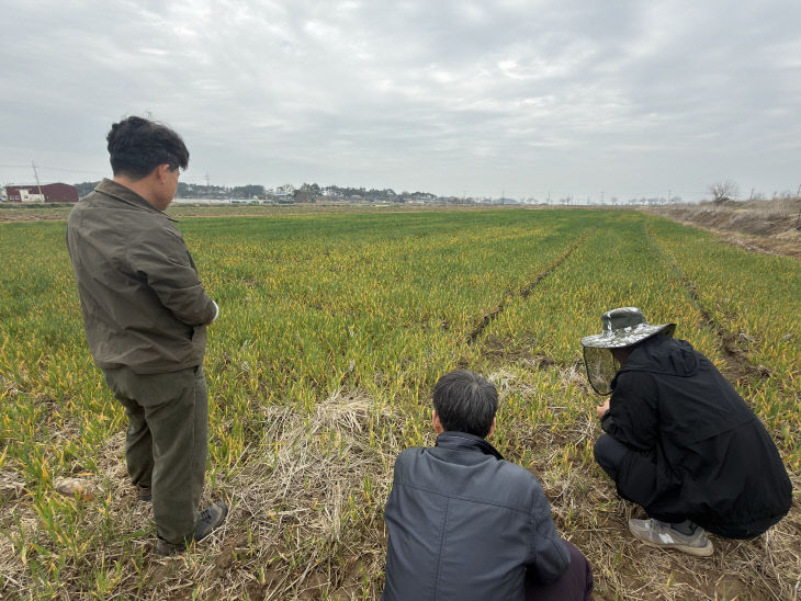 부안군, 보리 출수기 붉은곰팡이병 사전 예방 당부