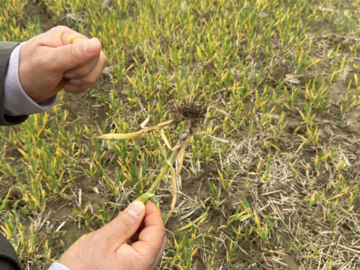 부안군, 보리 출수기 붉은곰팡이병 사전 예방 당부1