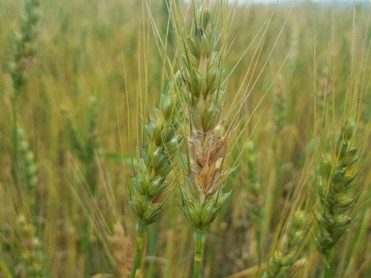부안군, 보리 출수기 붉은곰팡이병 사전 예방 당부2
