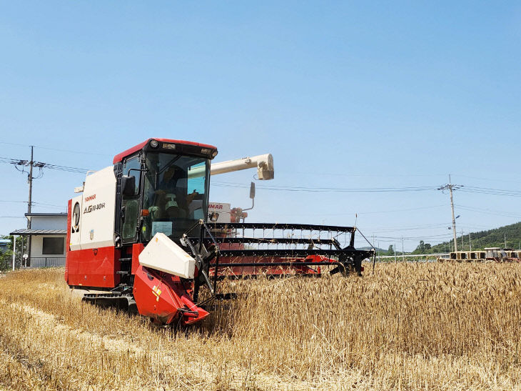서천 청춘드림 영농작업단이 수확작업을 하고 있다