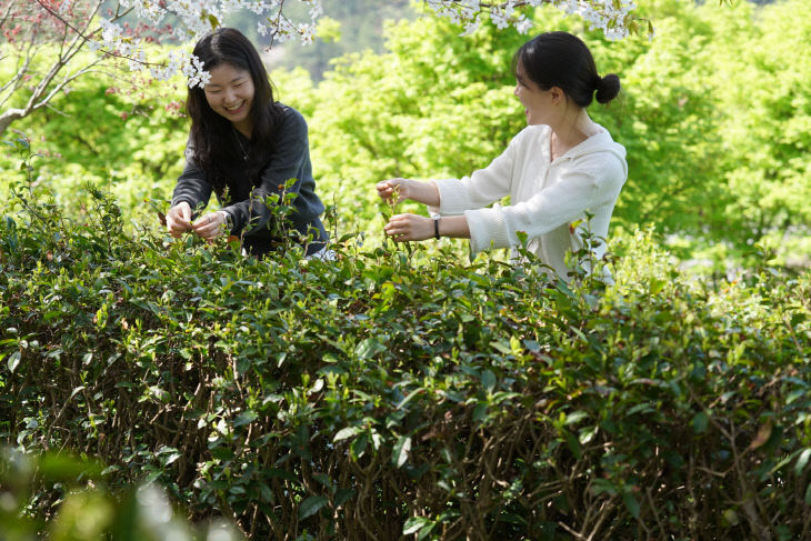 17-두륜산 녹차체험장 (2026.4 (1)