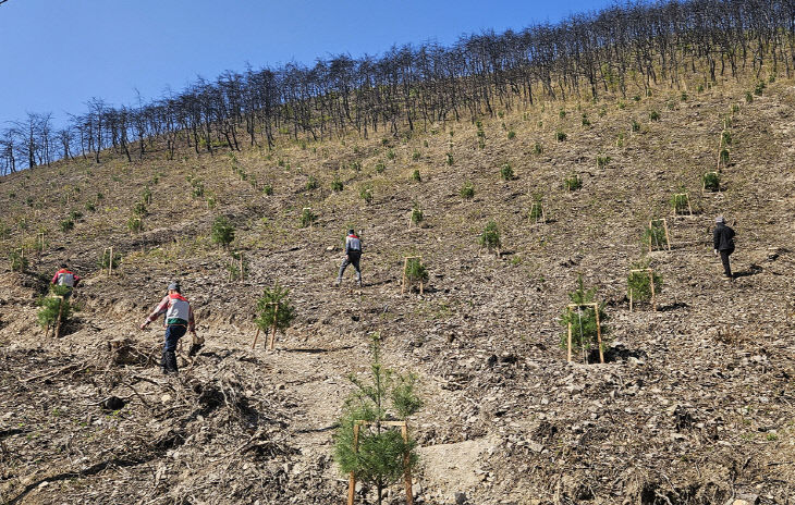 ‘봄철 조림 사업’ 총력 (1)