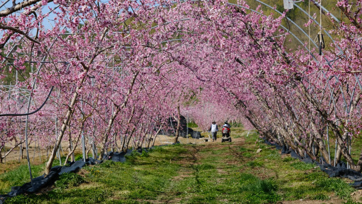 2. 영동 전역이 ‘봄꽃 물결’…과일꽃 만개 (6) (복숭아꽃)