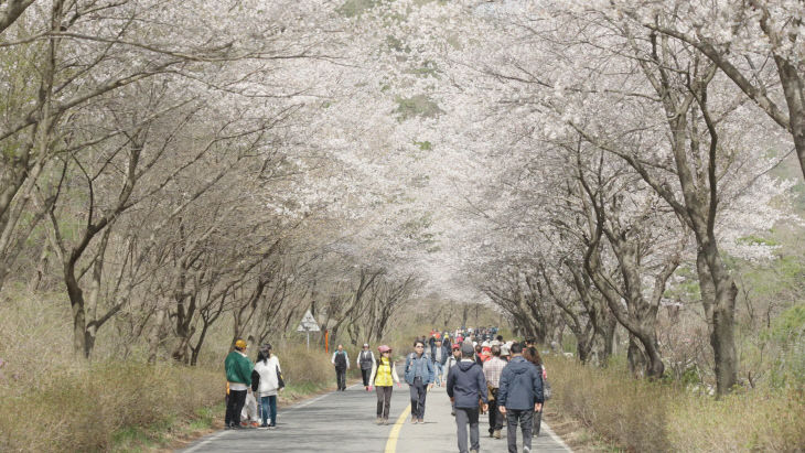 제25회 금산 보곡산골 산벚꽃축제