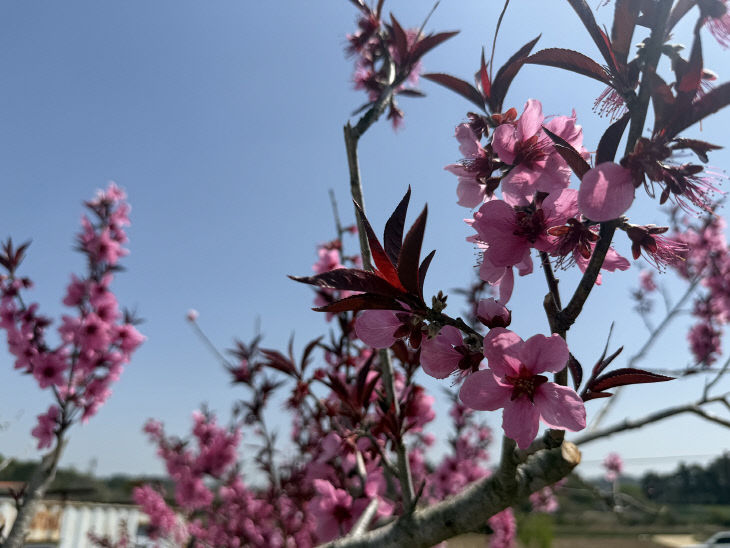 1. (서산시 부석면)월계 개복숭아 꽃 축제 성료2