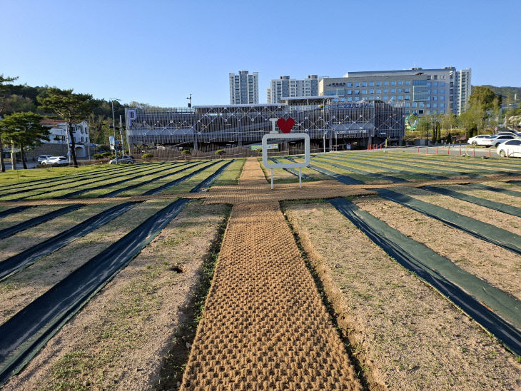 4.2025년도 국화원 조성 현장 모습 (2)