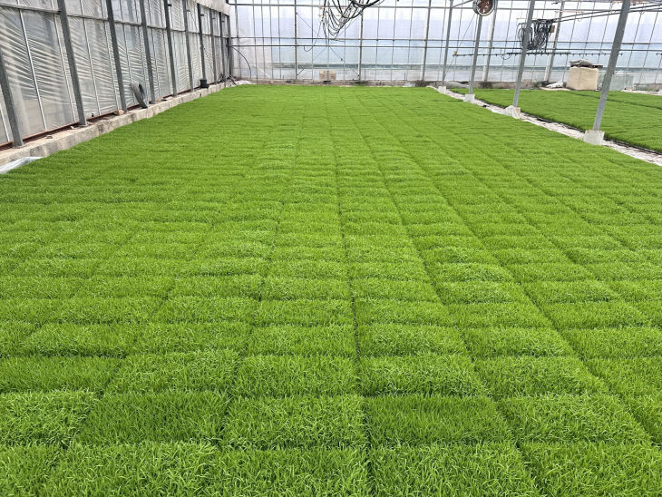 사본 - (사진3)육묘 관리