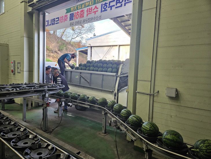 (사진3) 수박 첫 출하 관련 선별장 이동-비파괴당도중량선별