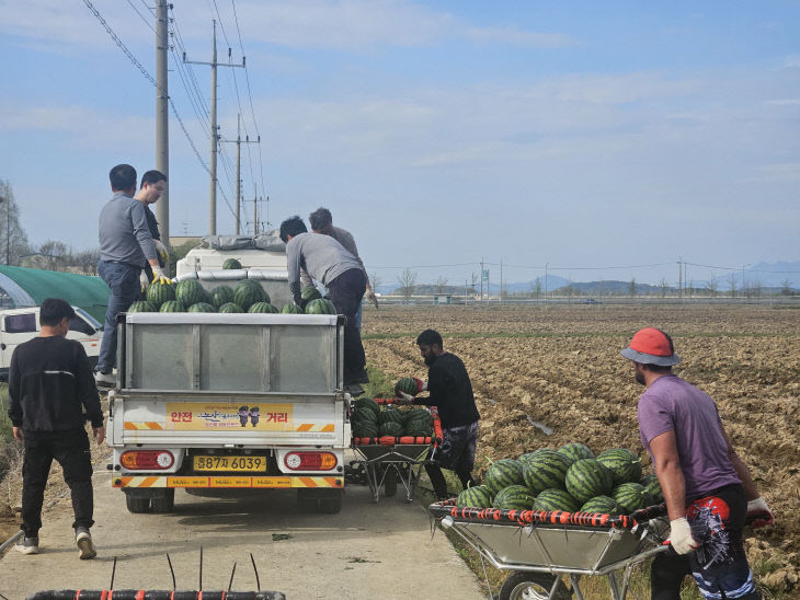 (사진2)수박 첫 출하 관련 포장수확 후 상차