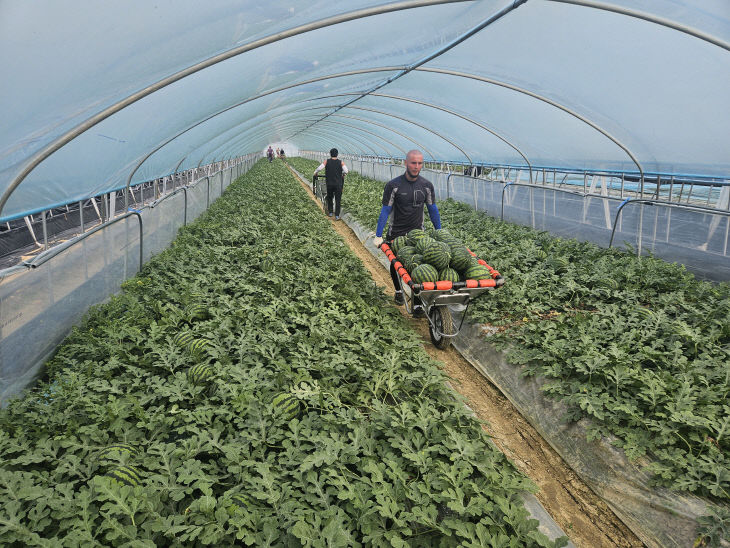 (사진1) 수박 첫출하 관련 포장사진