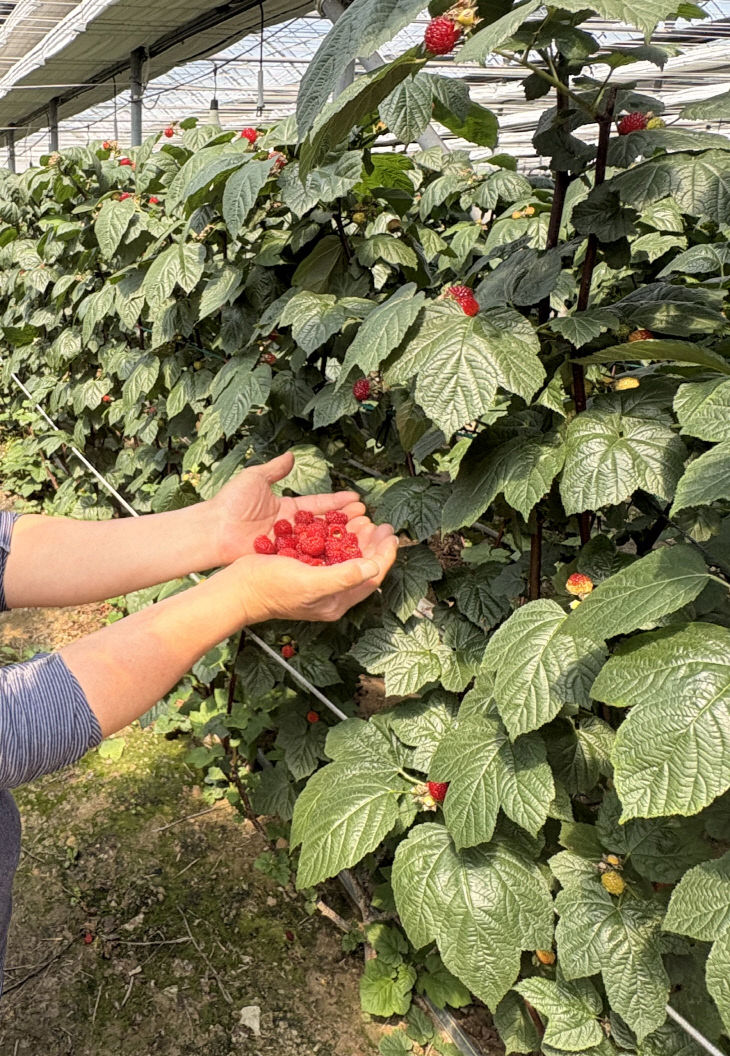 4.21(김해 산딸기 가온 재배로 조기 출하 ‘한창’)3