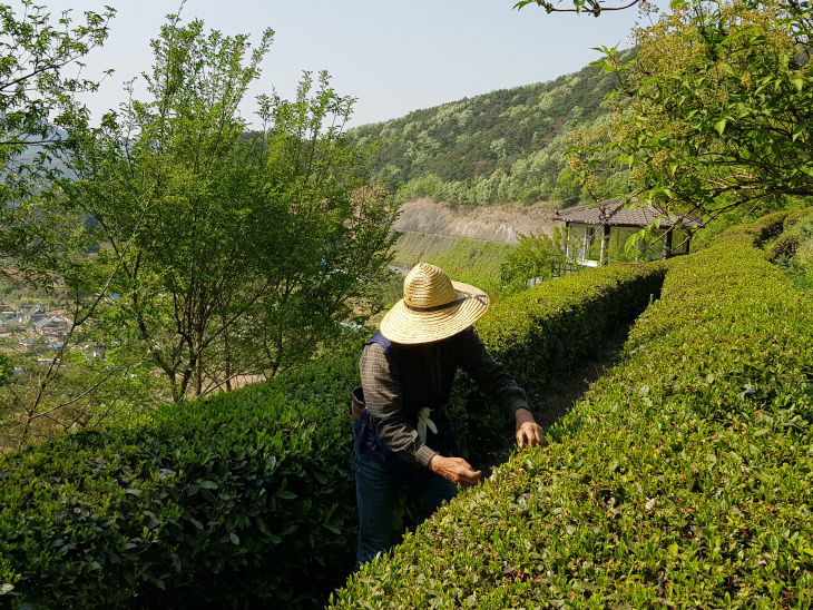 4.21(김해 ‘장군차’ 햇차 수확 본격 시작)1