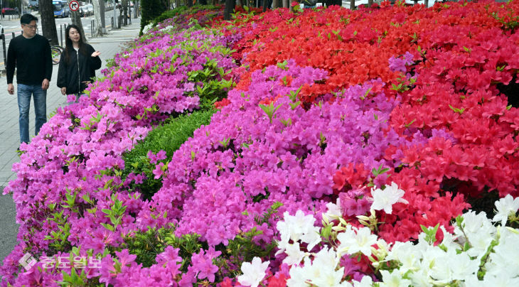 20260421-영산홍 만개