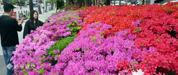 20260421-영산홍 만개1