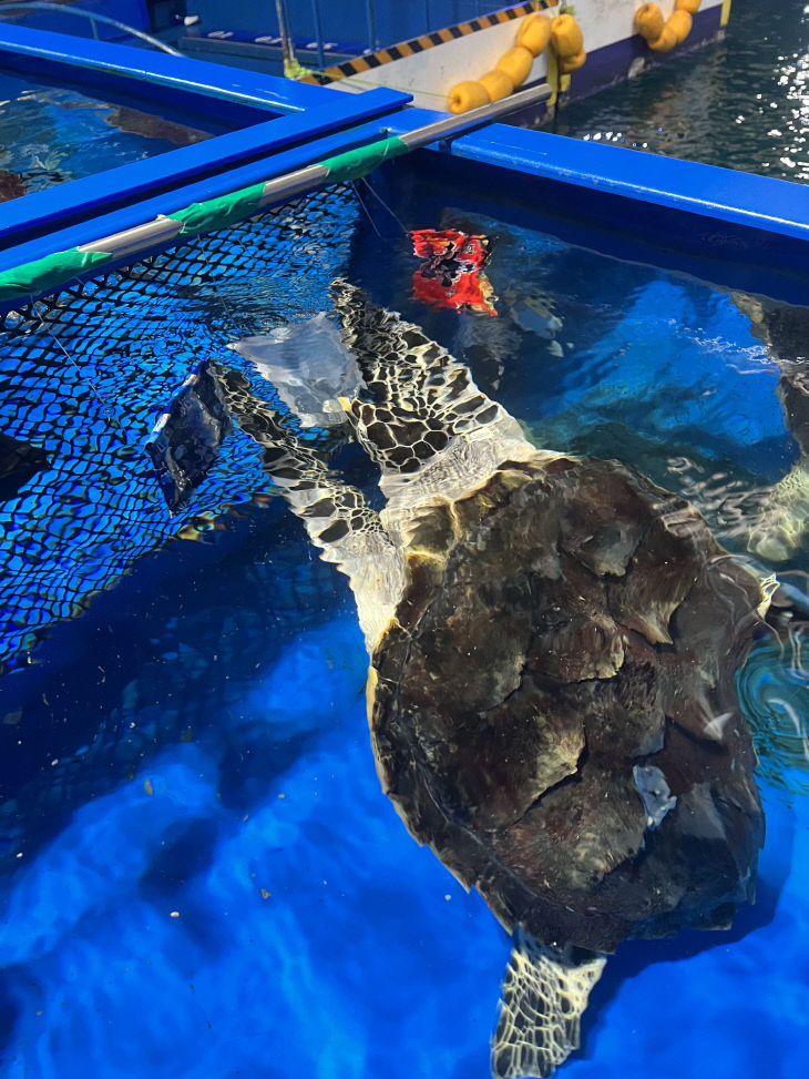 투명 포장재에 반응하는 매부리바다거북 유체