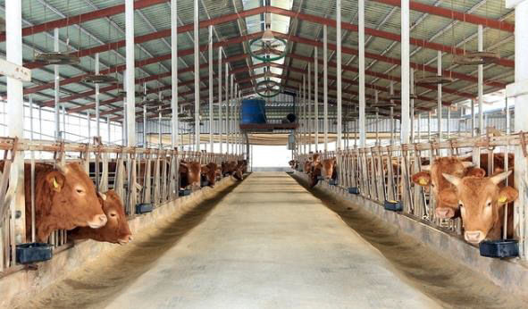 가축재해보험 가입으로 축산농가 피해 최소화