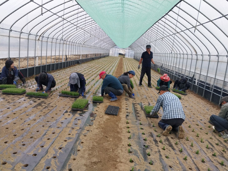 도시농부 활동(작물 심기)