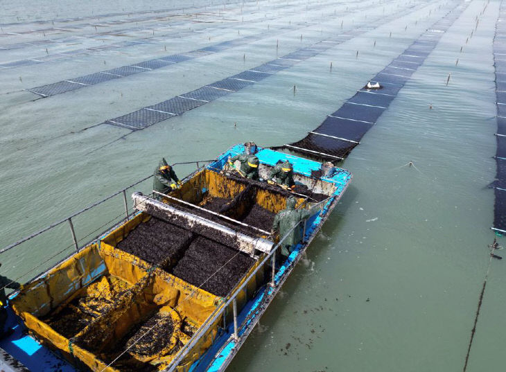 20 김 양식 어장 280ha 확대)