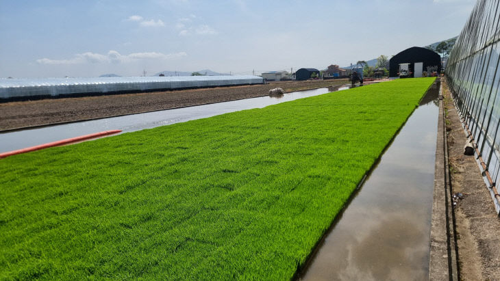 4.24(김해시  모내기 앞두고 육묘작업 ‘한창’ )1