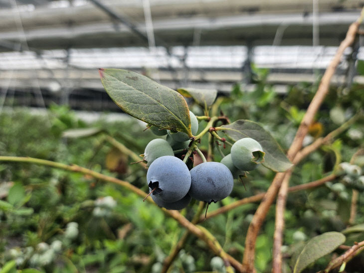 4.24(김해의 보라빛 유혹  베리)