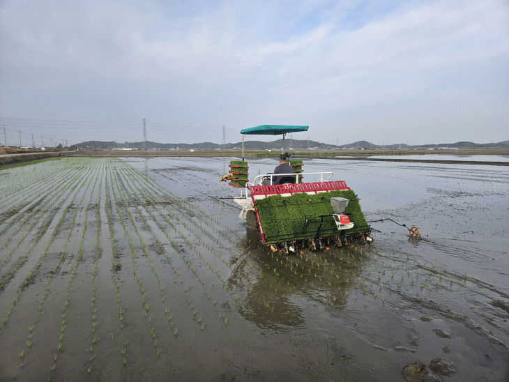 서천군 화양면 농가가 올해 첫 모내기를 하고 있다
