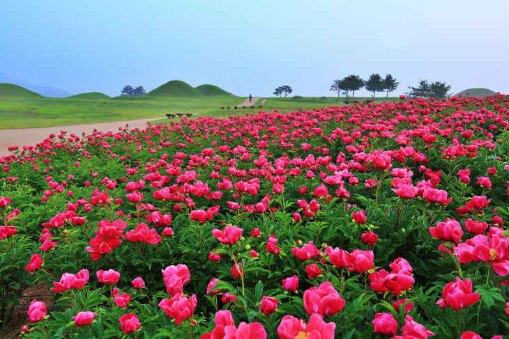 ②의성_관광사진_조문국사적지_작약