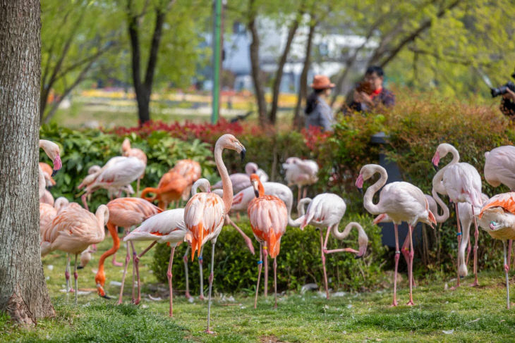 사본 -1 순천만국가정원 어린이동물원 홍학