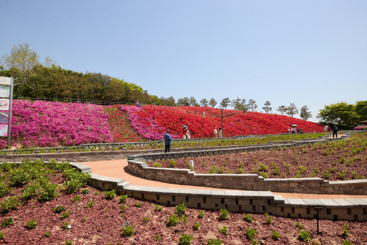 2. 아산 영인산 철쭉제 성료