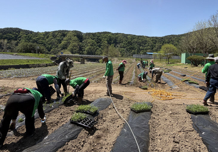 보도 2) 버베나 꽃 식재작업(1)