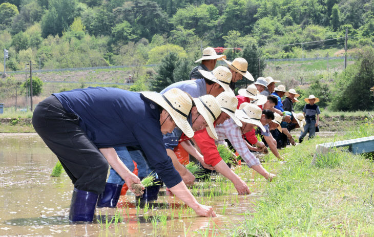 연풍면 행촌리 소재 농가에서 열린 친환경 벼 모내기 행사
