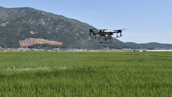 1 드론 맥류 영양제 살포