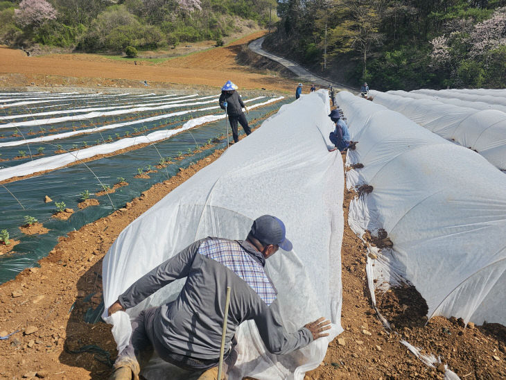 보도 1) 노지수박 부직포 터널재배 정식 중 사진(2)