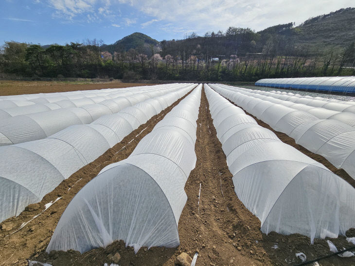 보도 1) 노지수박 부직포 터널재배 정식 후 사진(1)