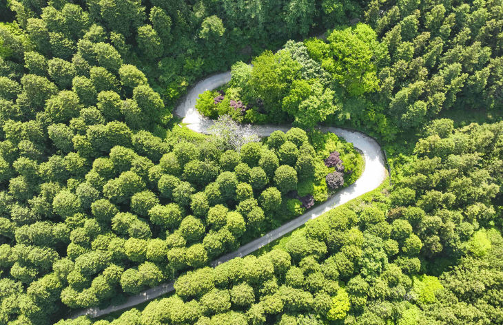 장성 축령산 편백숲. 장성군 제공