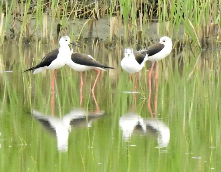 사본 -2 순천만 연꽃복원습지에 찾아온 장다리물떼새