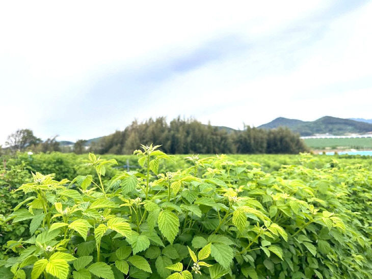 777386946511_520111771046486