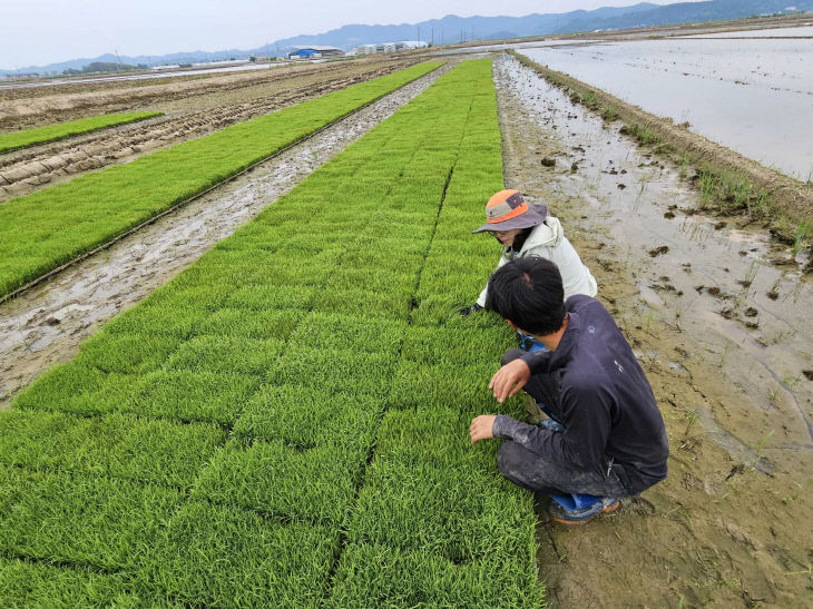 벼 못자리 현장지원단이 육묘 상태를 확인하고 있다